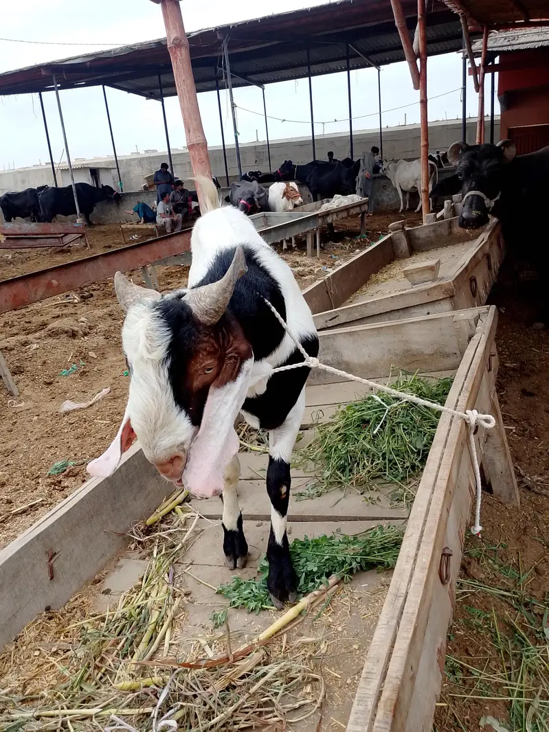 do dant Bakra — photo 2