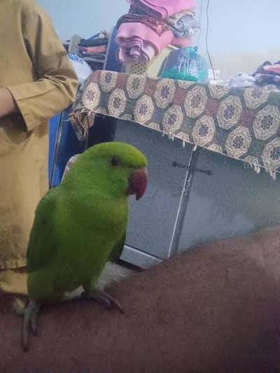 Green  Fully Hand trained  lovely and friendly  lovely and friendly