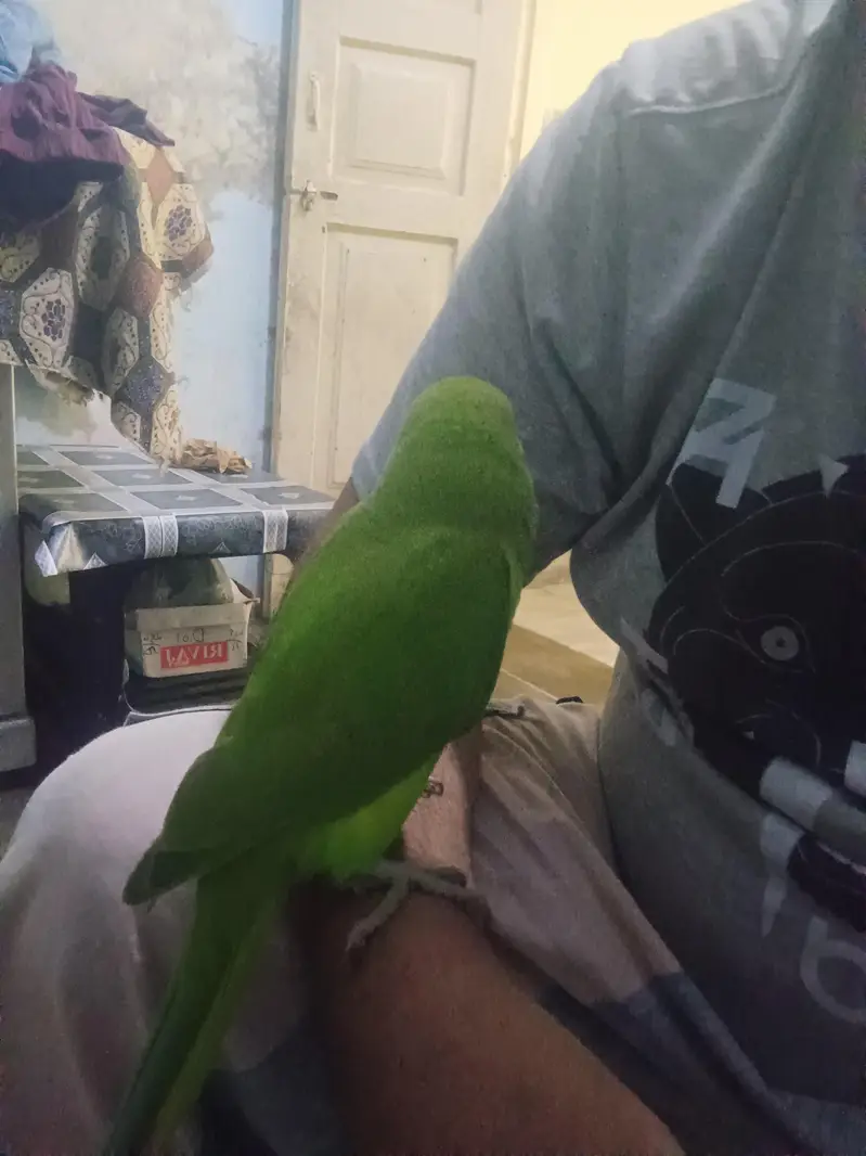 Green  Fully Hand trained  lovely and friendly  lovely and friendly — photo 2