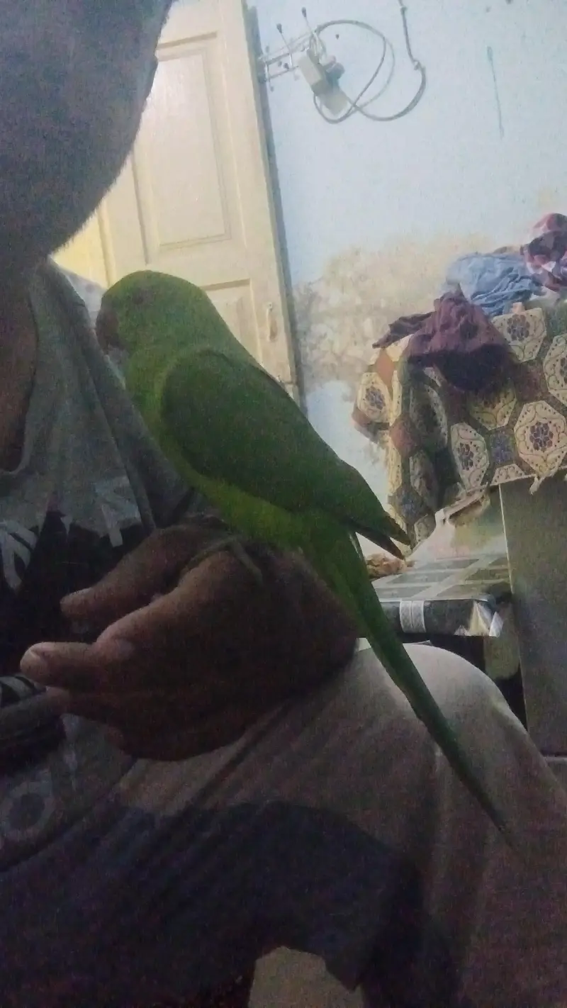 Green  Fully Hand trained  lovely and friendly  lovely and friendly — photo 3
