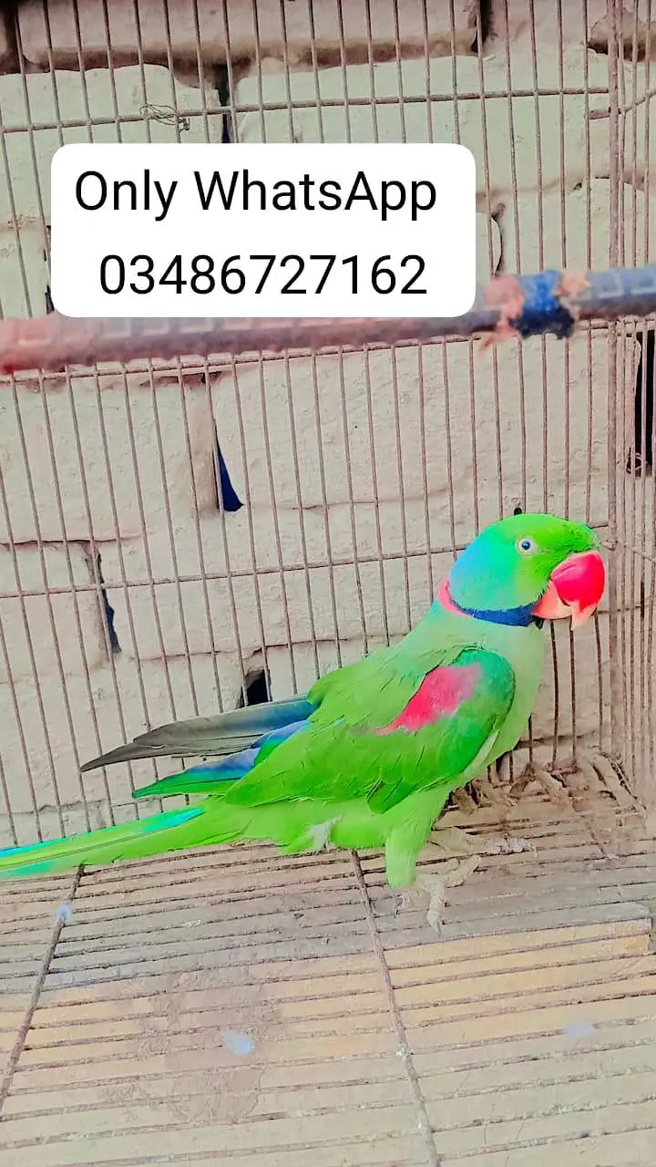 raw parrot farsal