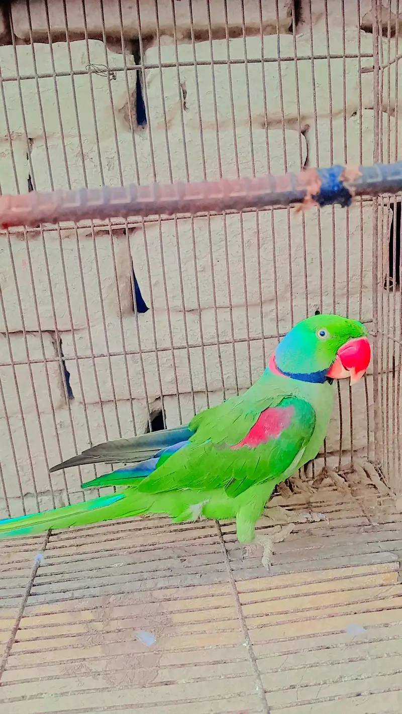 raw parrot farsal — photo 2