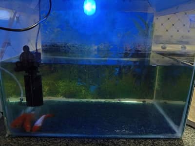 fish aquarium with three gold fishes