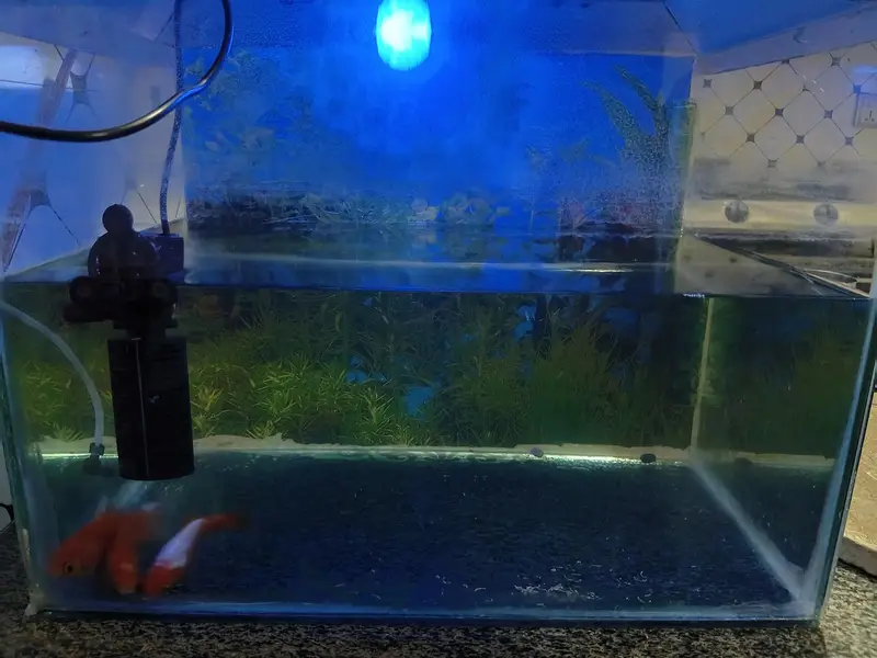 fish aquarium with three gold fishes
