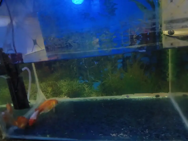 fish aquarium with three gold fishes — photo 2