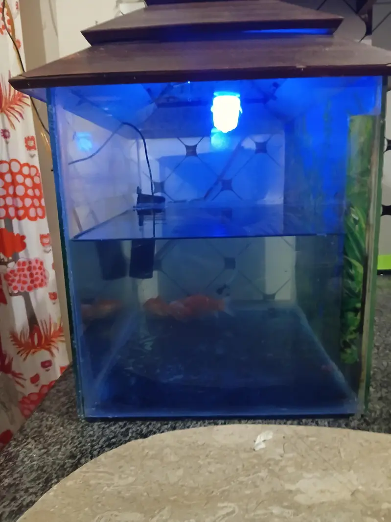 fish aquarium with three gold fishes — photo 3