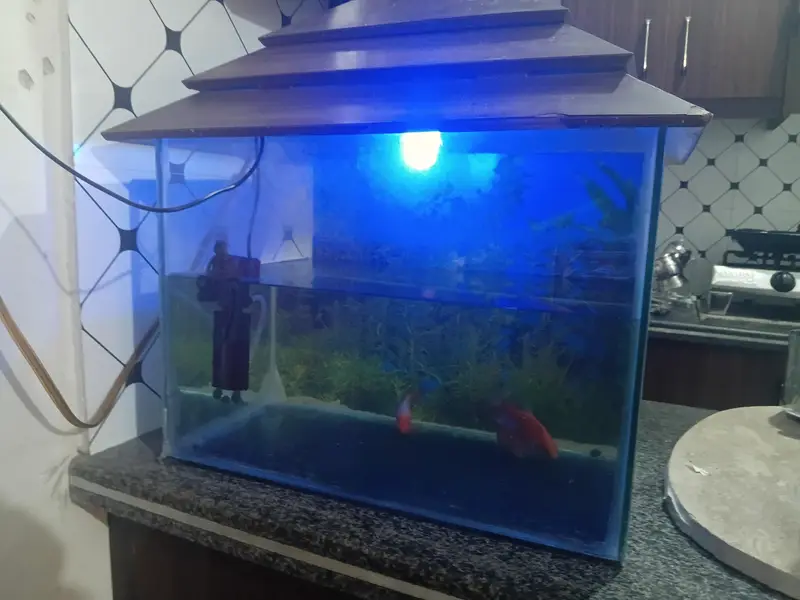 fish aquarium with three gold fishes — photo 5