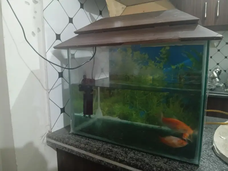 fish aquarium with three gold fishes — photo 6