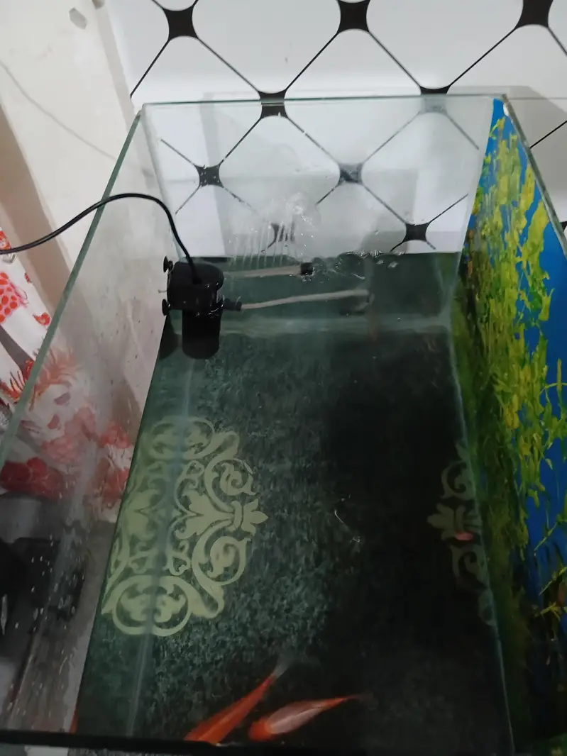 fish aquarium with three gold fishes — photo 7