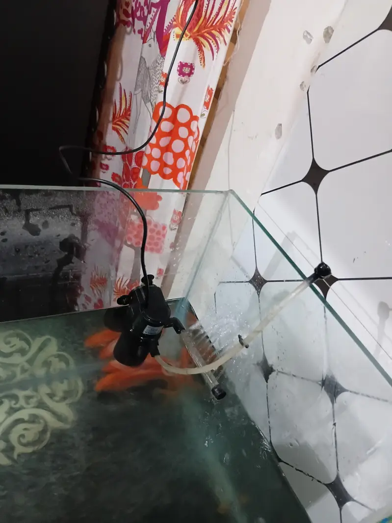 fish aquarium with three gold fishes — photo 9