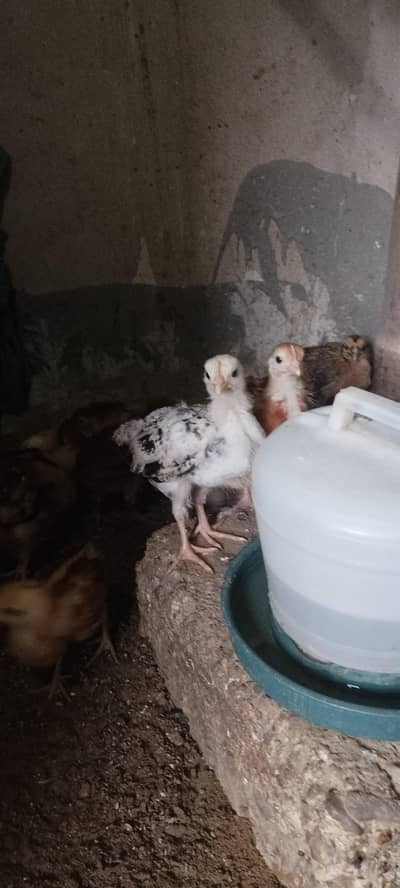 Misri Chicks Healthy and active