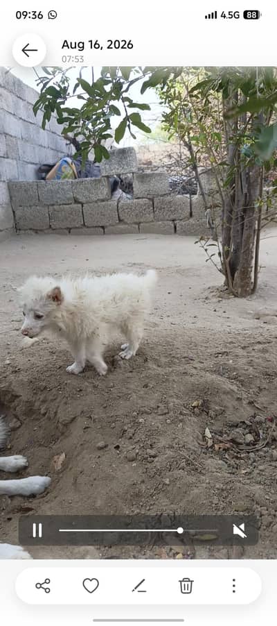 Beautiful Russian puppy beautiful eye's and nose for sale