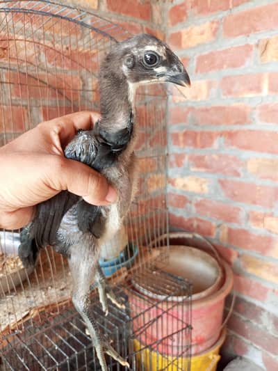 high quality dragon and Thai chicks