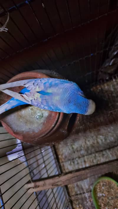 love bird pair hai sale ka liya whatsapp 03257930434