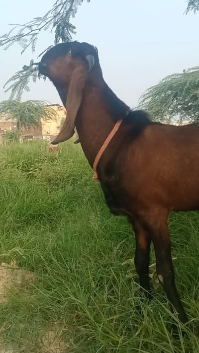 Nagra Breeder Bakra | Goat | 2 Dant | Breeder bakra For sale