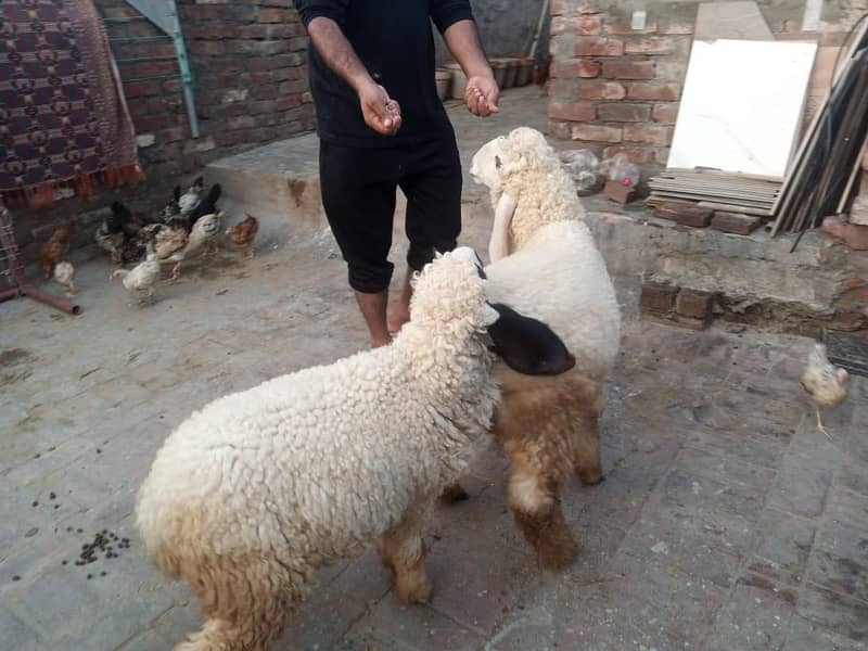 Desi pair 1