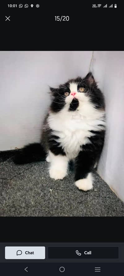 cash on delivery parshion kitten cat male female