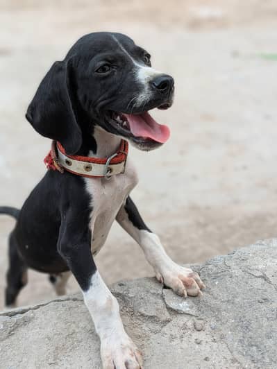 pure English pointer