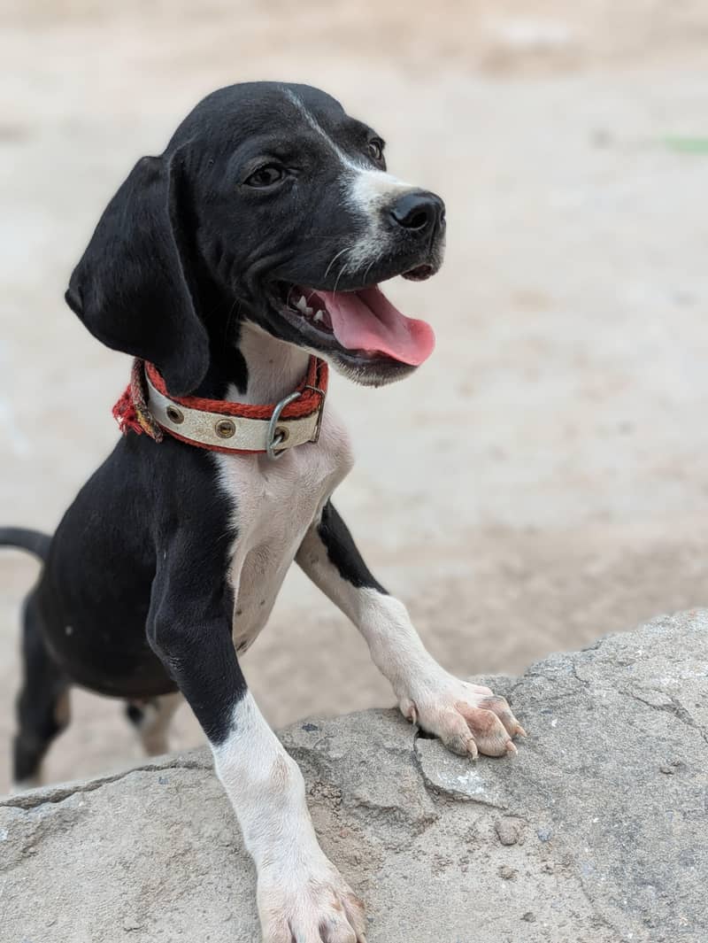 pure English pointer 0