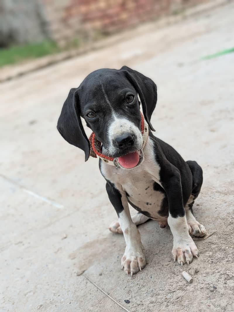 pure English pointer 1