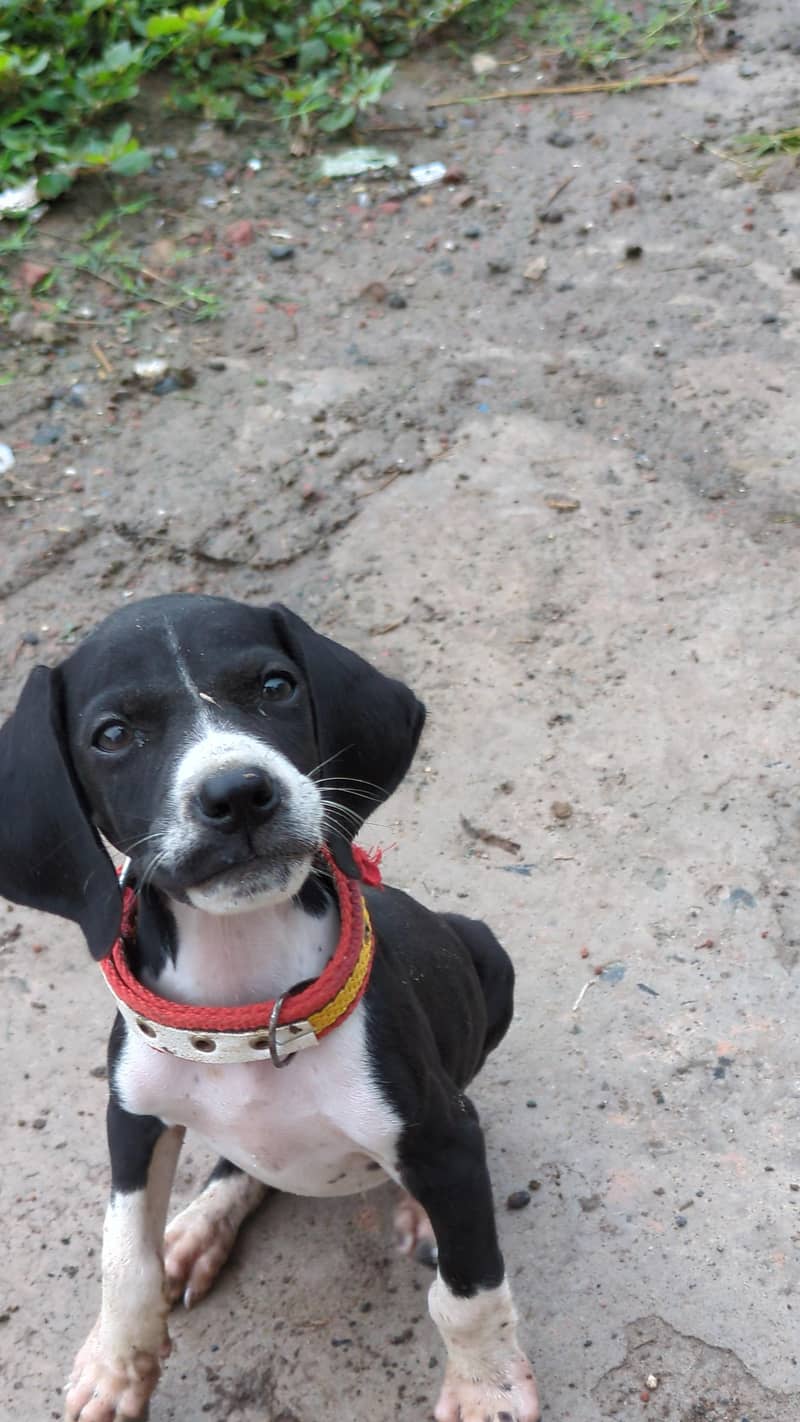 pure English pointer 2