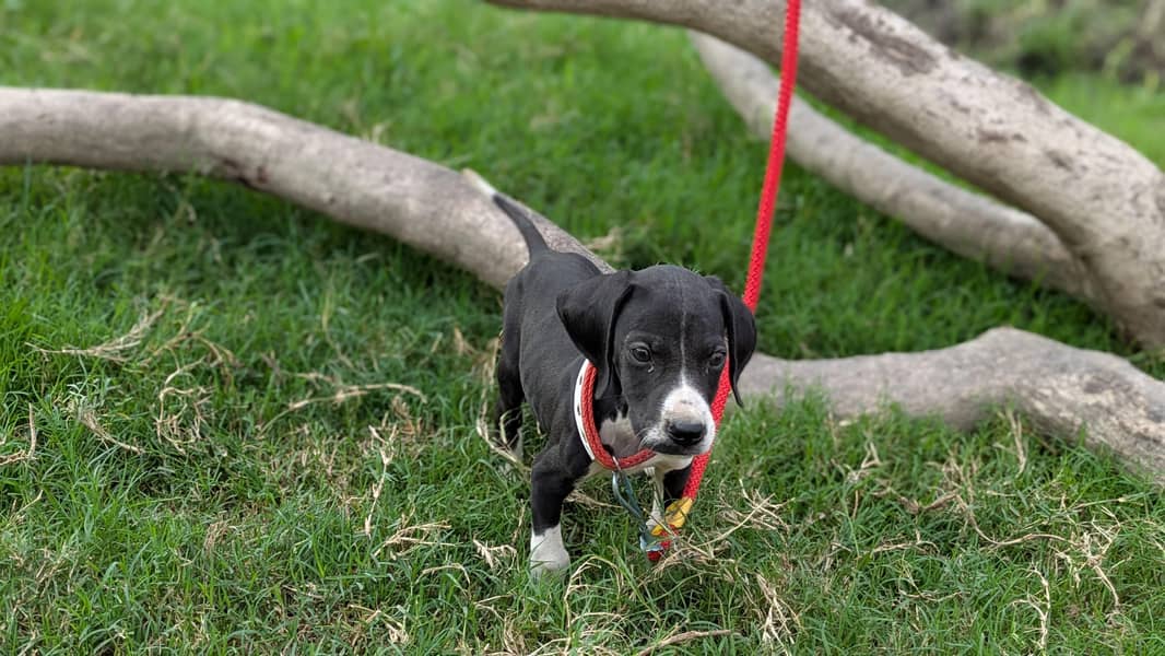 pure English pointer 3