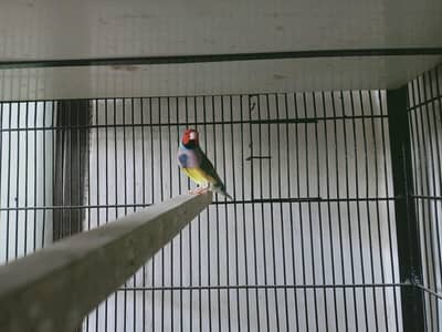 Goldian Blue split Male