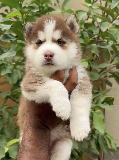 Siberian husky female puppy woolly coat