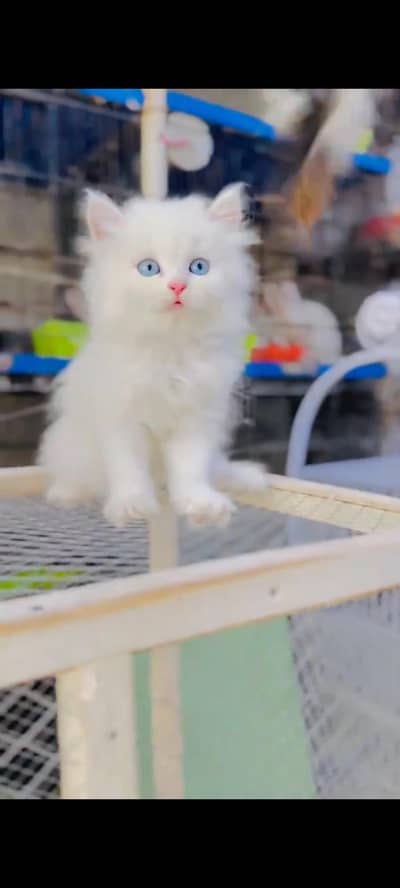 Persian cat for sale me a lot of female all over Pakistan delivery