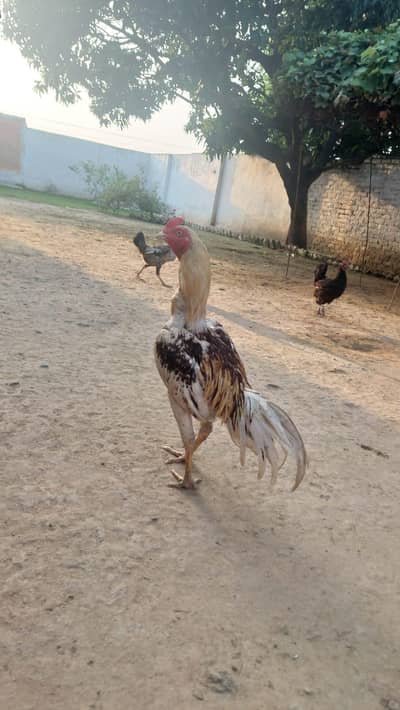 Aseel Mianwali