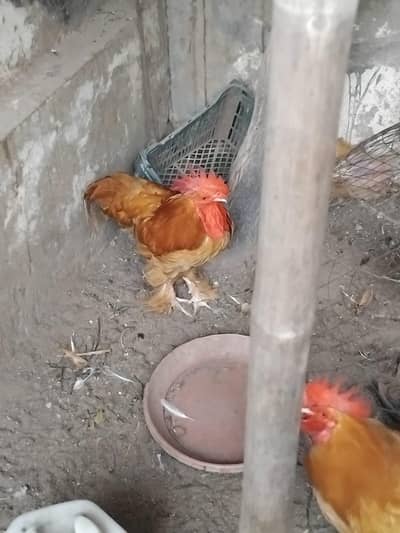 Golden Buff