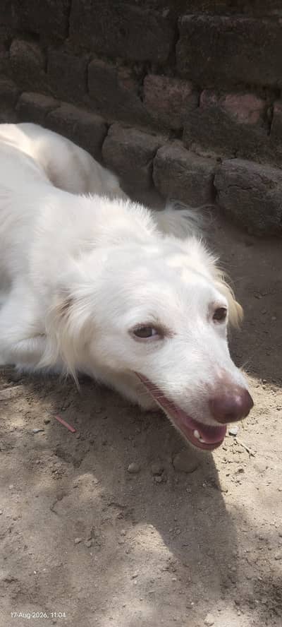 Female Dog