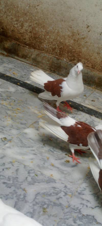 mulhi lackye sherazi for sale