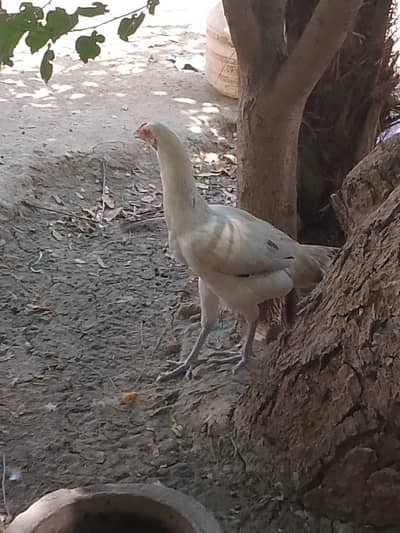 اصیل مرغیاں