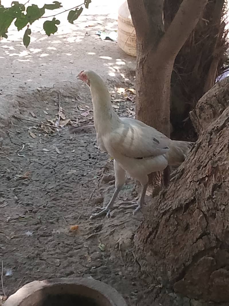اصیل مرغیاں 0