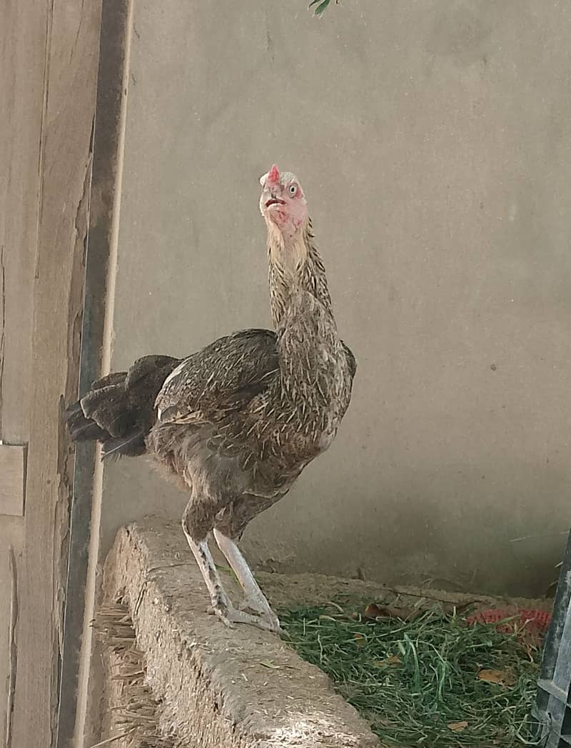 اصیل مرغیاں 1