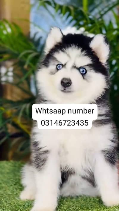 Siberian husky fore sale