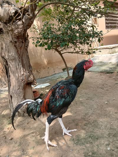 Aseel lakha patha