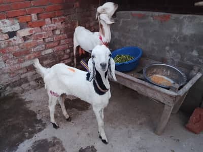 bakra  bakri