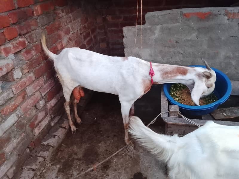 bakra  bakri 1