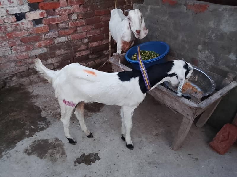 bakra  bakri 2