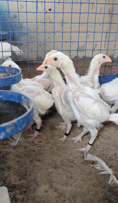 High Quality Pure Paper Heera Aseel Chicks