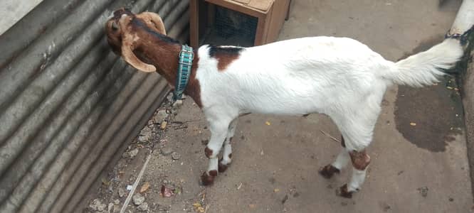 toota pori nasal ka bacha