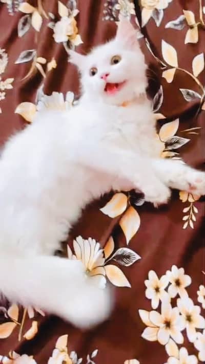 Beautiful Pure White Male Kitten For Sale