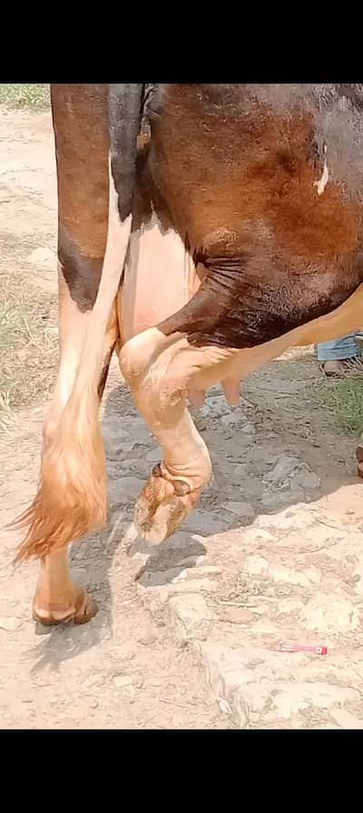 Mashaalalh very beautiful and active