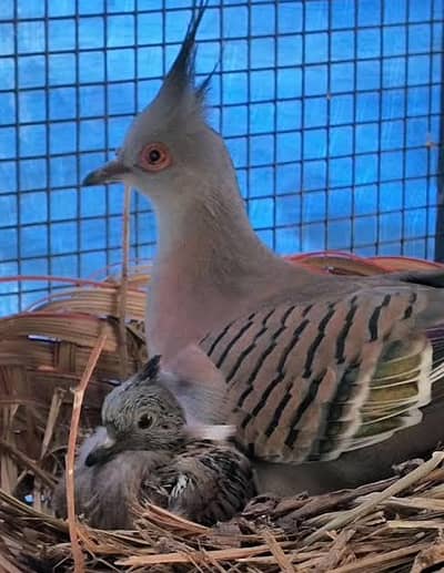 Crusted doves pairs and chicks