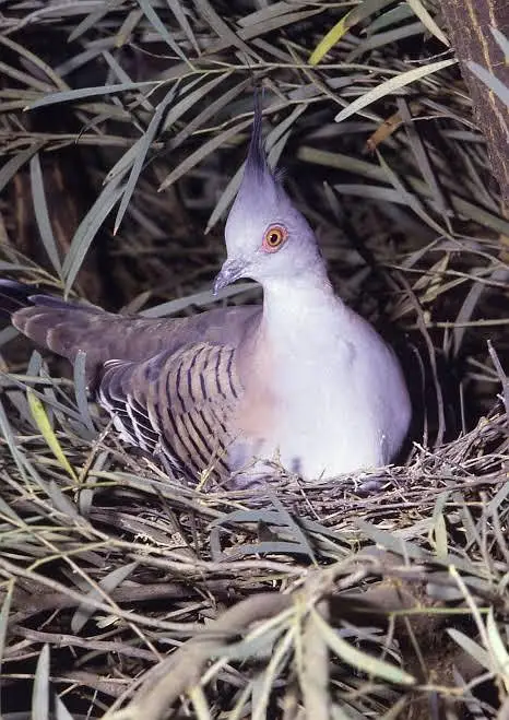 Crusted doves pairs and chicks — photo 2