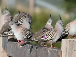 Crusted doves pairs and chicks — photo 3