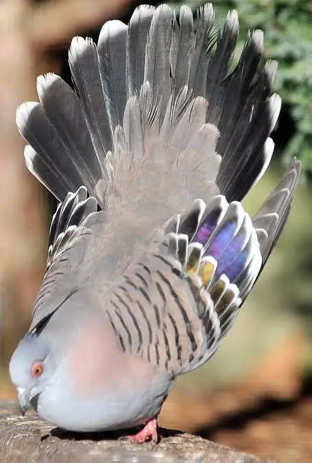 Crusted doves pairs and chicks — photo 4