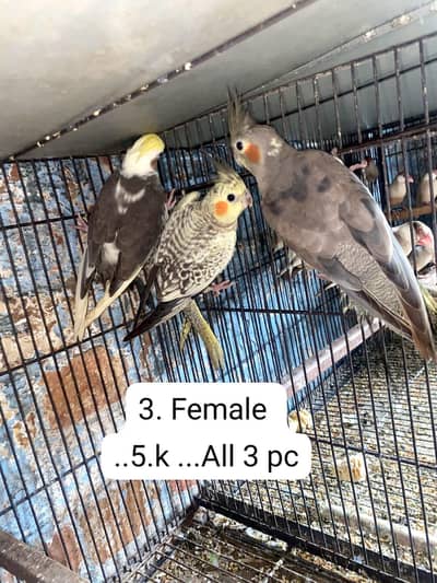 All Cocktail. . Available. . . Pic Ma sub ki price ha Cheak